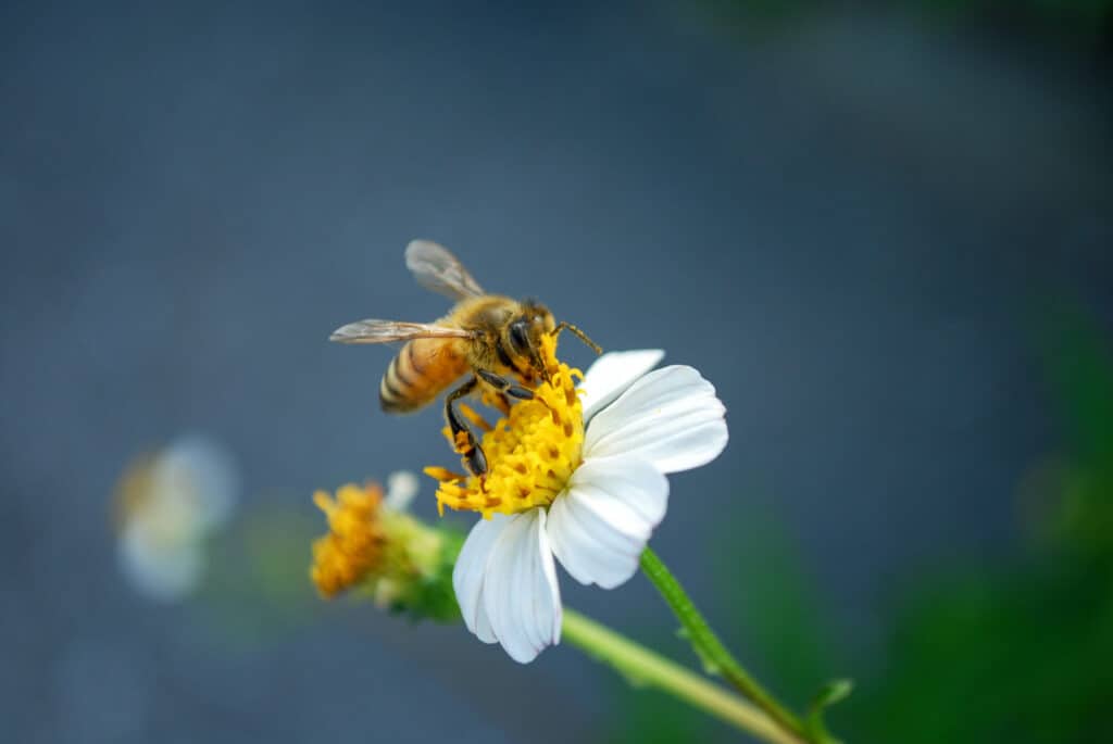 Pollinators