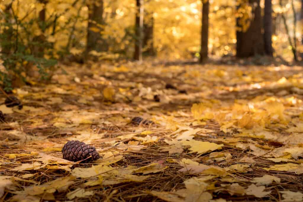 Leaves on forest floor