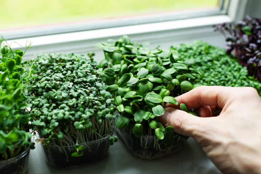 Microgreen garden