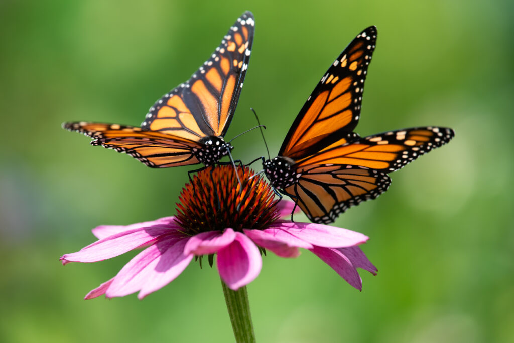 Monarch butterflies