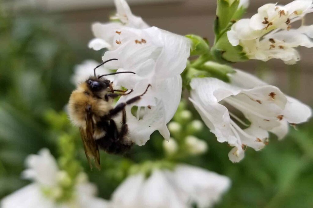Bee on obedient plant