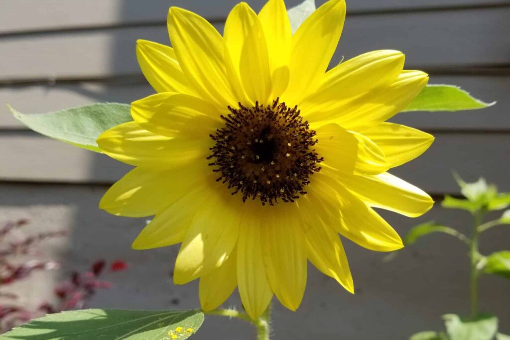 lemon queen sunflower