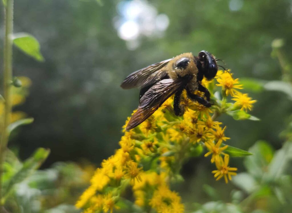 Bee on goldenrod