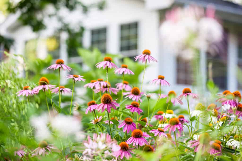 Planting native flowers
