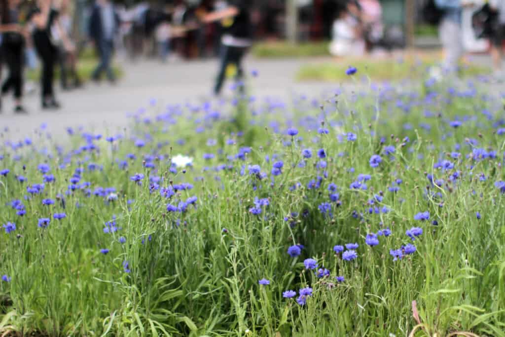 Wildflower field in city landscape 