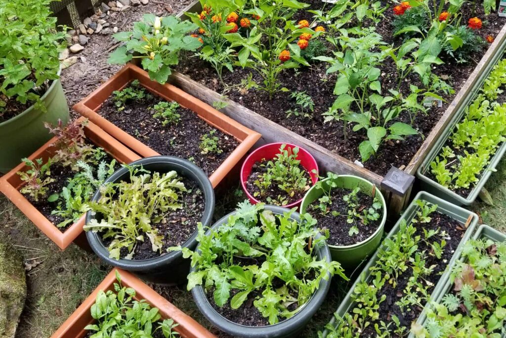 Vegetable garden