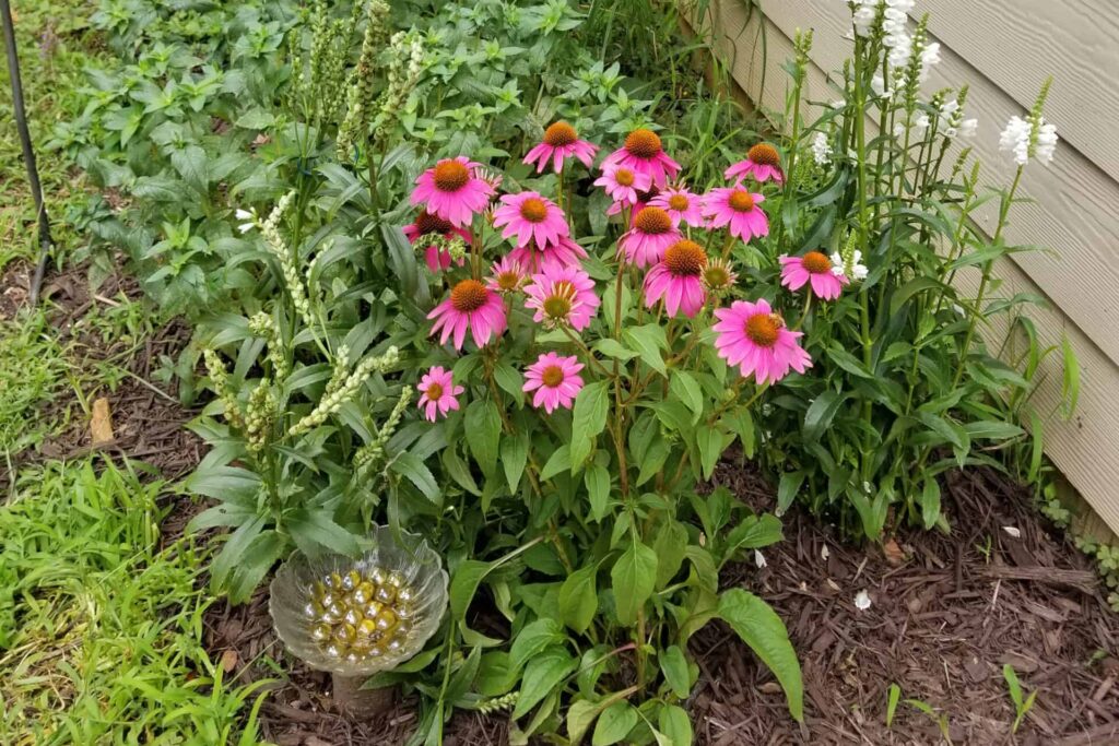 Bee bath in the garden
