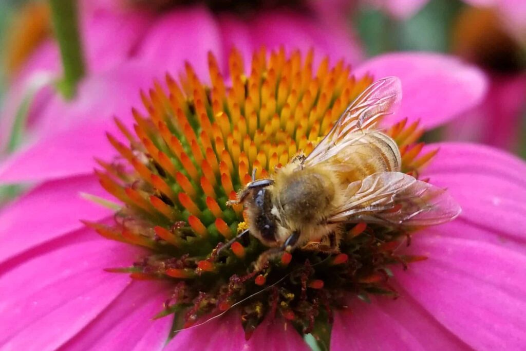 Bee on a coneflower