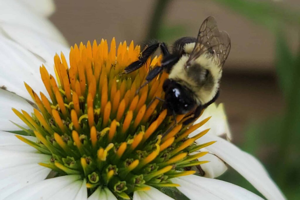 Bee on coneflwer