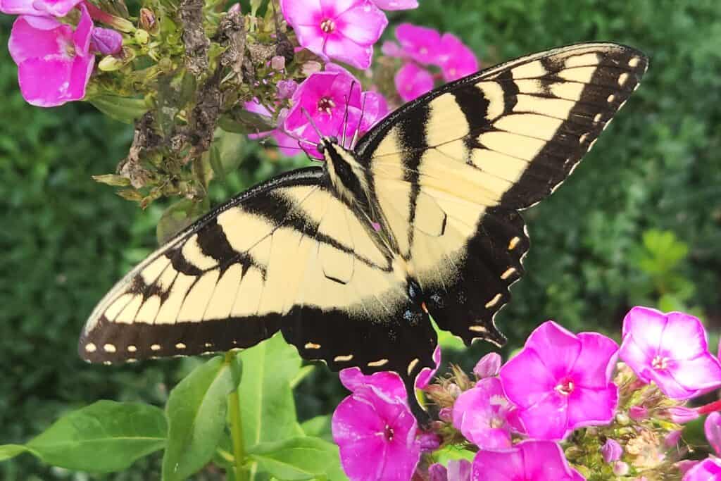 Tiger swallowtail on garden phlox