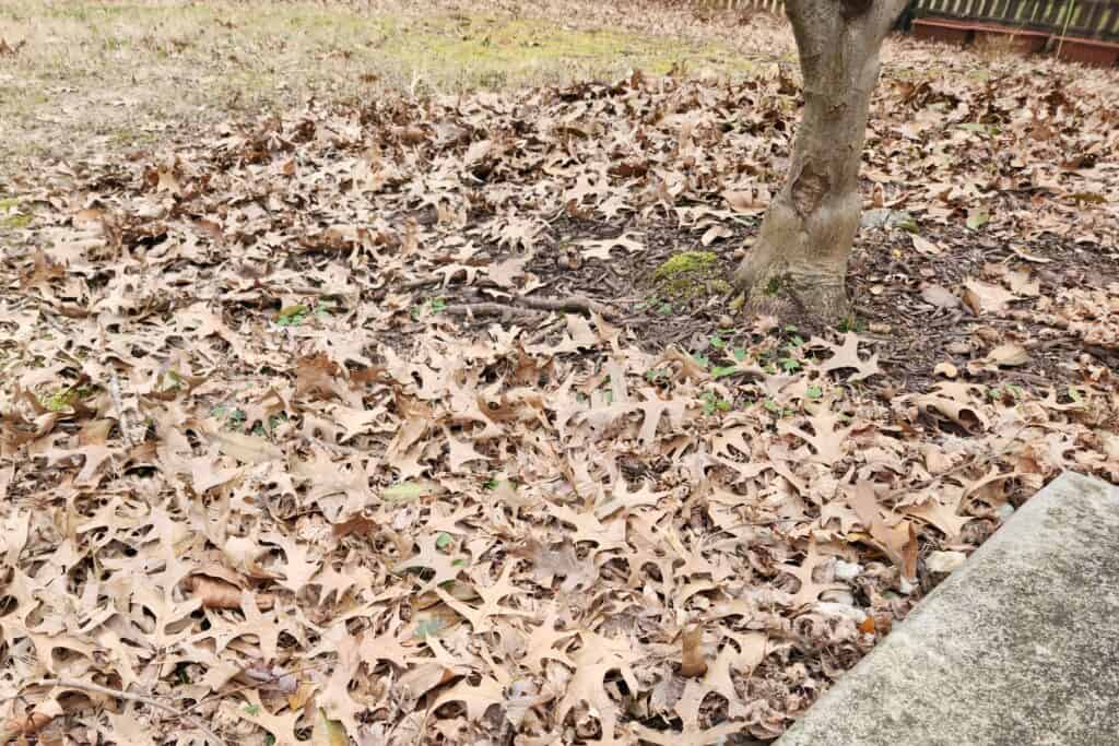 leave the leaves